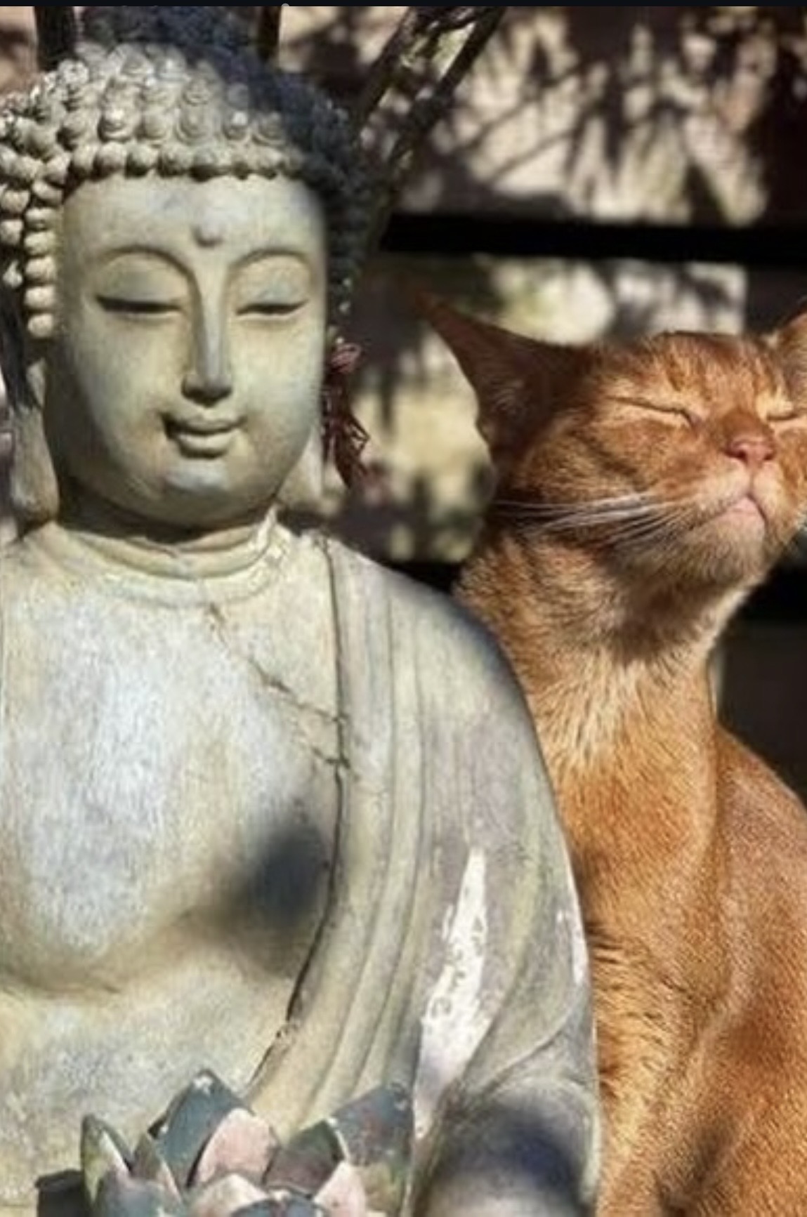 meditace